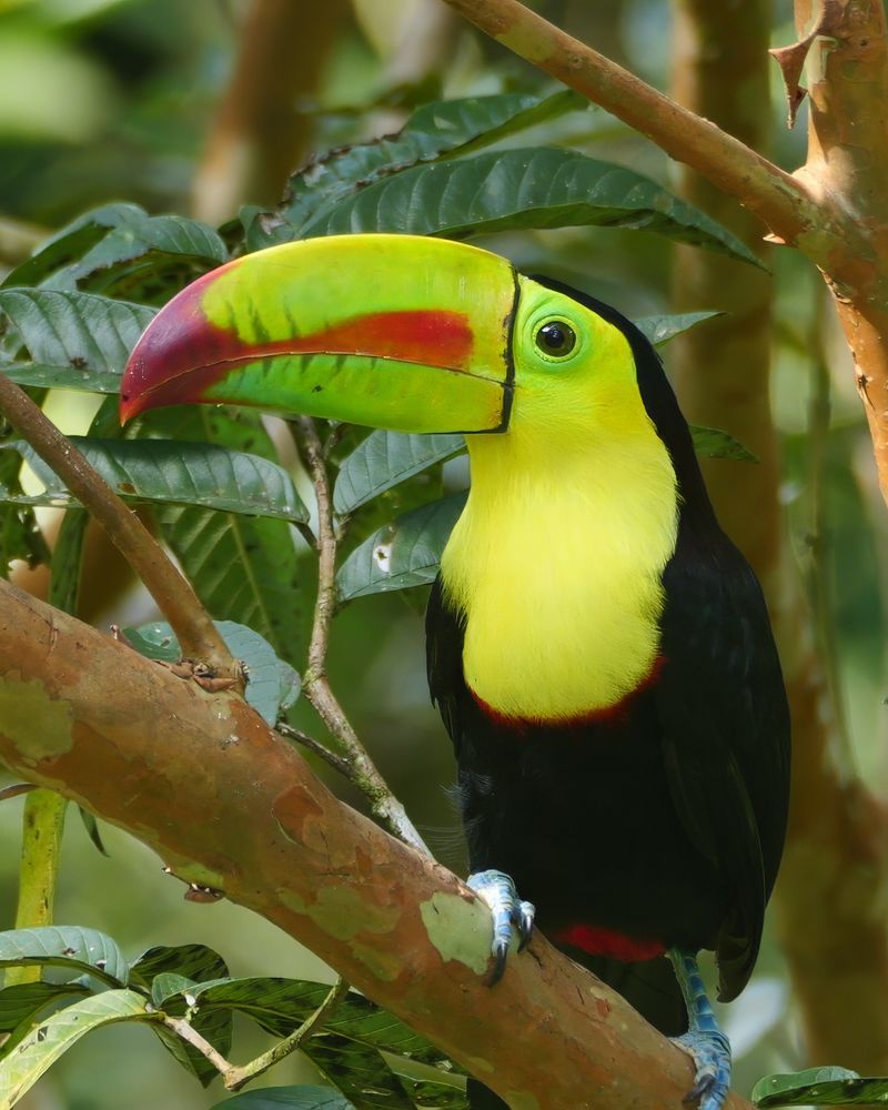 A vibrant keel-billed toucan with a large, multicolored beak sits perched on a tree branch among green leaves.