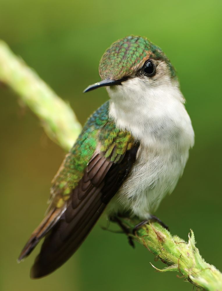 A small hummingbird perched on a fuzzy green stem, showing iridescent green feathers on its head and back, a clean white chest, and brown wings tucked neatly against its sides.
