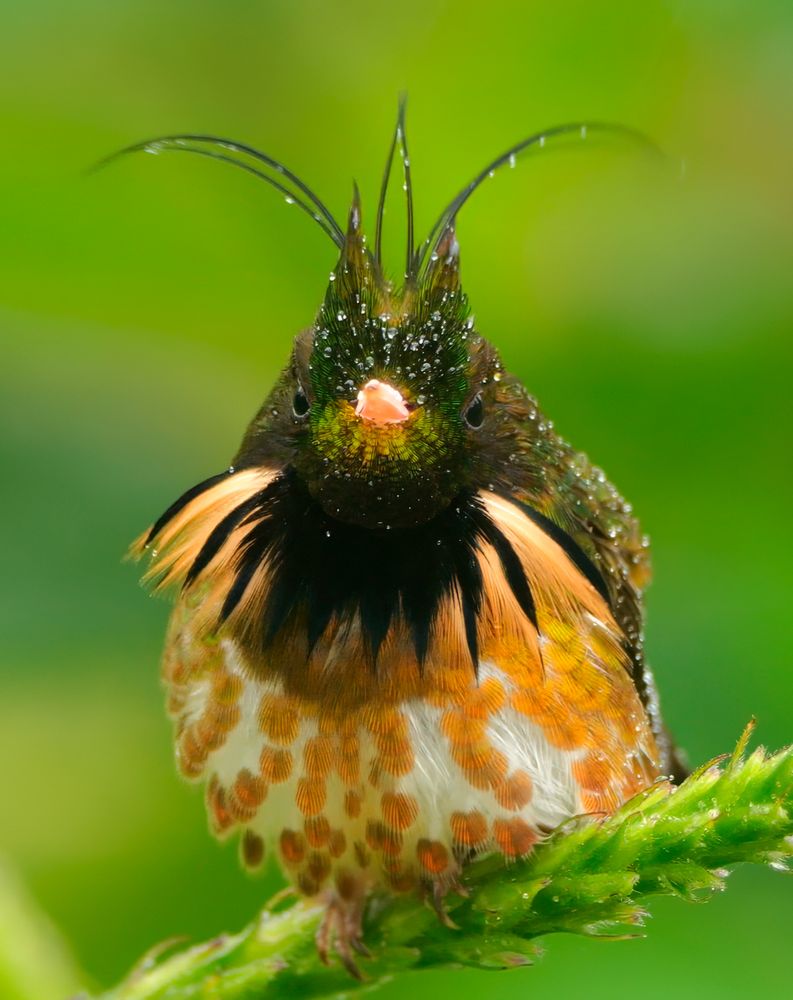 A small, colorful bird with a striking crest of long, curved feathers stands perched on a green plant stem. Its chest is speckled with orange and white, while the face and throat are iridescent green and black. The background is a soft blur of green foliage.

