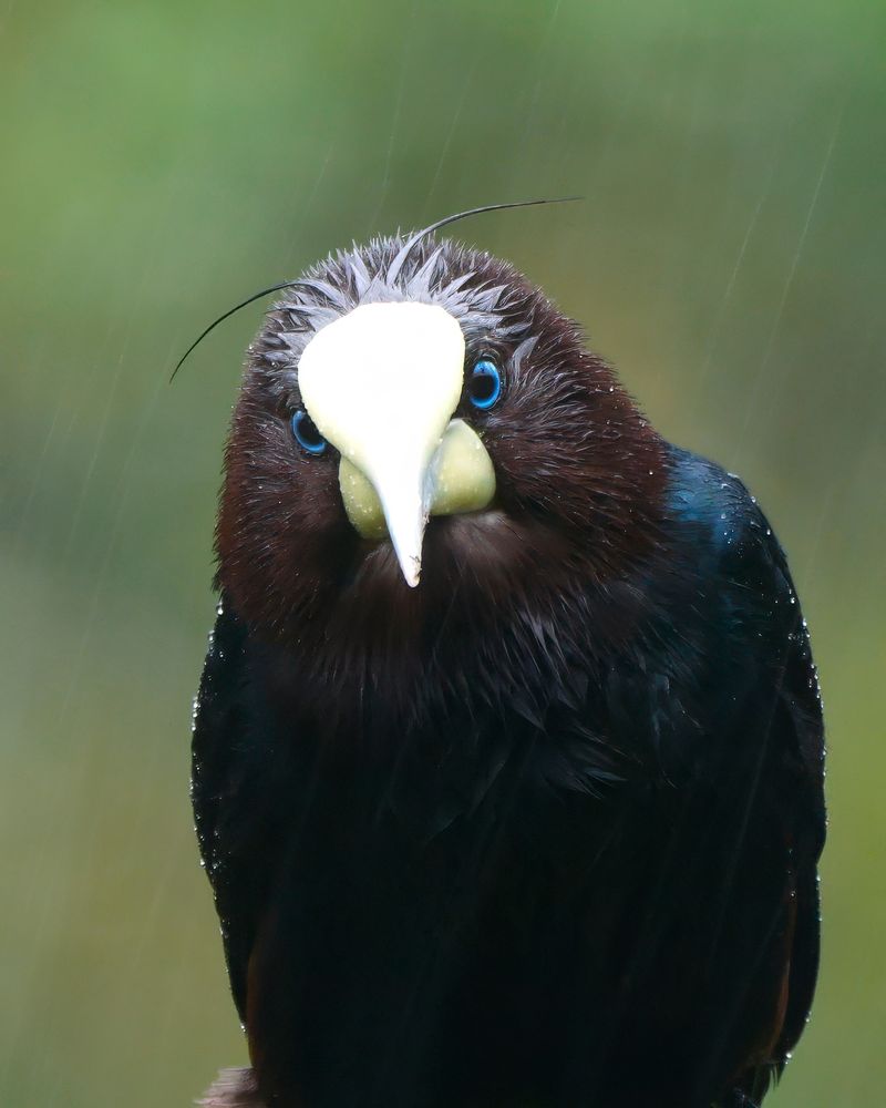 A bird with deep chestnut-brown plumage and a large, pale yellowish-white beak is shown staring directly at the camera. It has striking blue eyes and long black head feathers that curve backward. The background is a soft, out-of-focus green, and rain is visibly falling.
