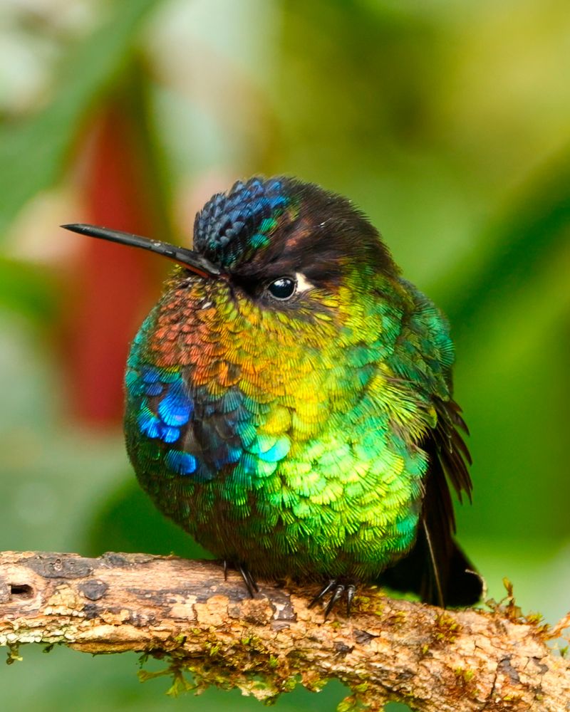A small bird with shimmering, iridescent feathers in vivid shades of green, blue, and orange perches on a textured branch, surrounded by a soft, out-of-focus natural background.
