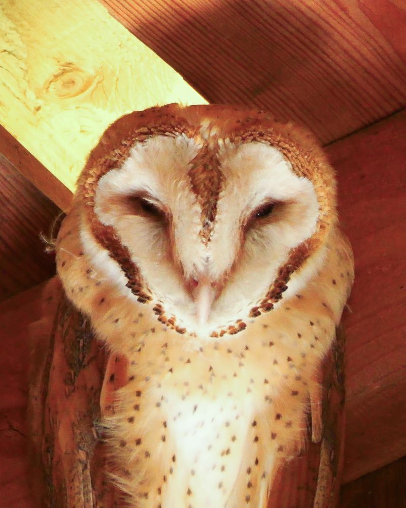 A pale, heart-faced owl with mottled tan and white plumage, perched under a wooden structure.
