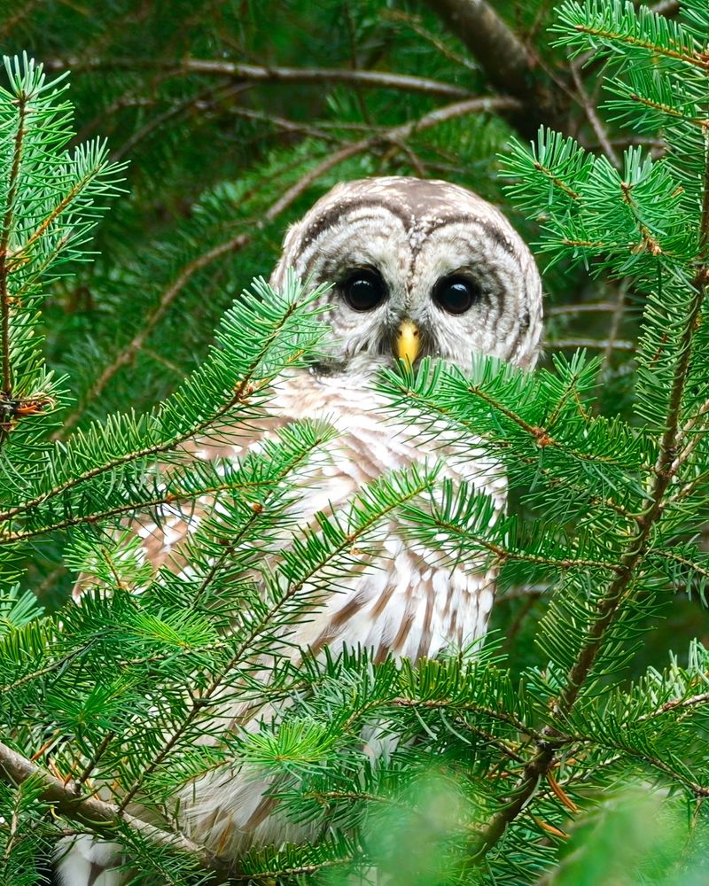 An owl with dark eyes and a yellow beak perched among green pine branches.
