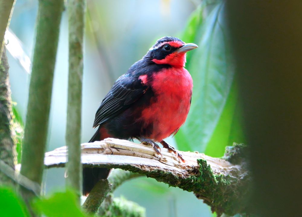A brightly colored bird with vivid red underparts and face, contrasted by dark wings, back, and a black mask around the eyes. It is perched on a mossy, curved branch in a forested area with soft green foliage in the background.
