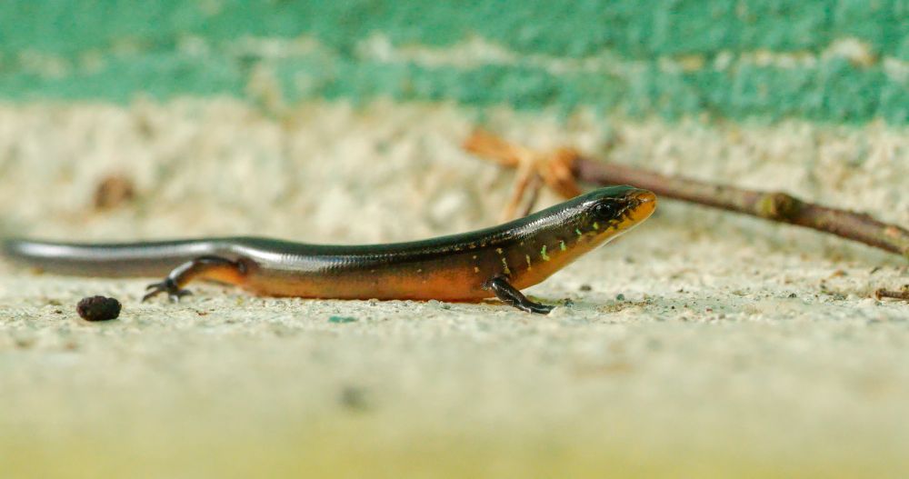A small, shiny lizard with a smooth black back and orange underside is seen crawling across a concrete surface. It has tiny legs and faint green markings on the side of its head and neck. A stick and debris are visible in the background.
