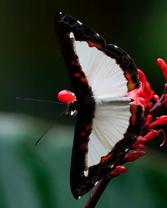 A butterfly with white wings bordered in black and orange perches on a red flower. The butterfly is viewed from above, showing its full wingspan against a blurred green background.
