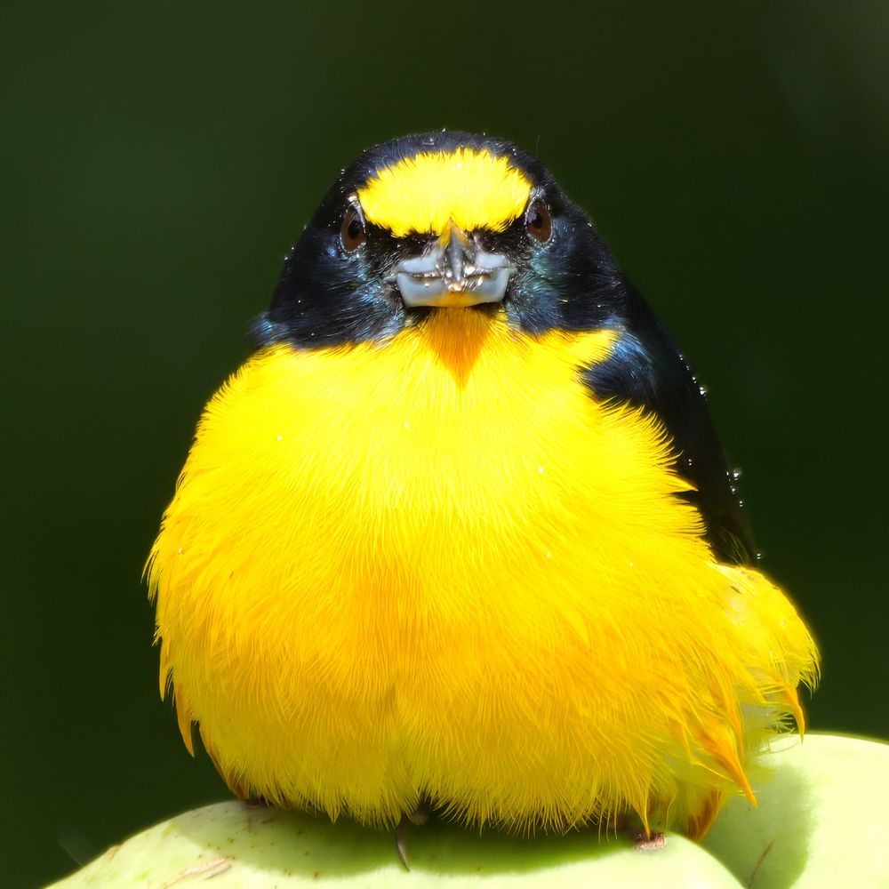 A small bird with a strikingly vibrant yellow chest and face, contrasted by glossy dark blue or black feathers on its head and back, perched on a pale green surface against a dark green background.
