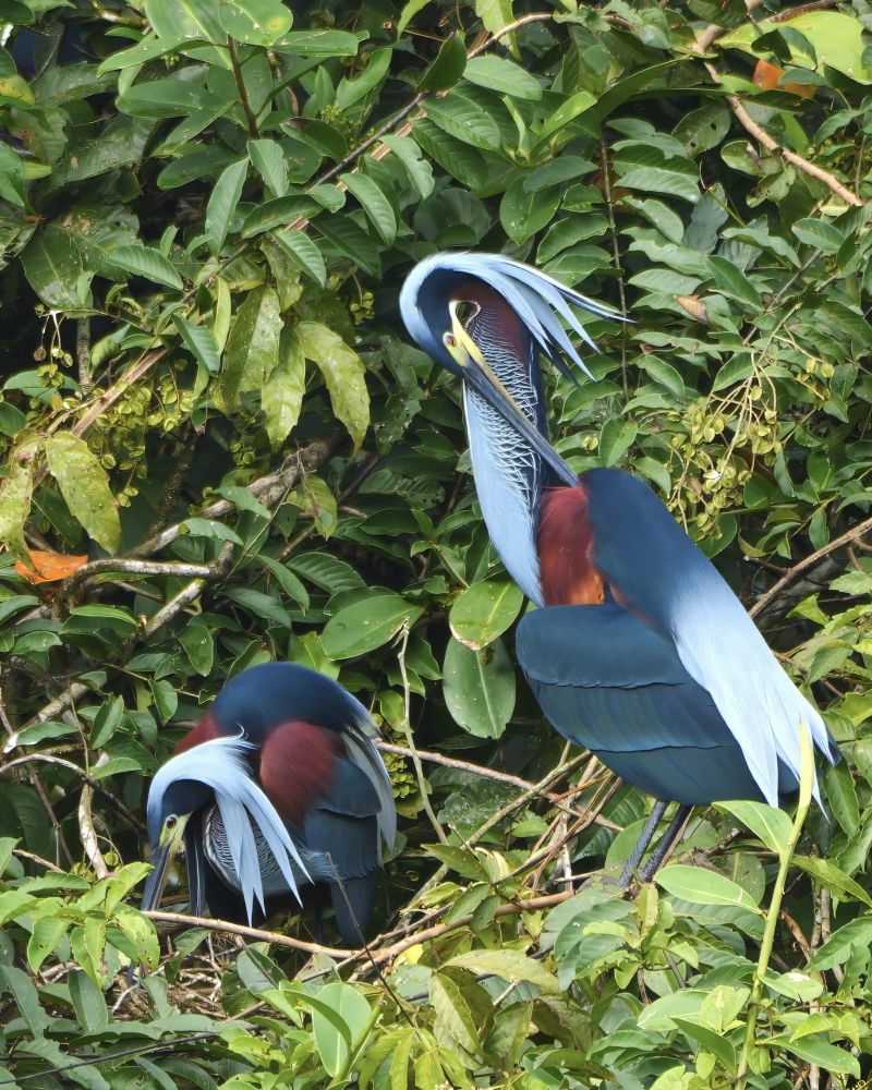 Two striking birds with long necks, deep blue wings, and chestnut-red bodies are perched among dense green foliage. Both have long, wispy pale blue plumes extending from the backs of their heads, and thin vertical lines running down their necks. One bird is bent forward near a nest, while the other stands upright with its neck curved in a display posture. 