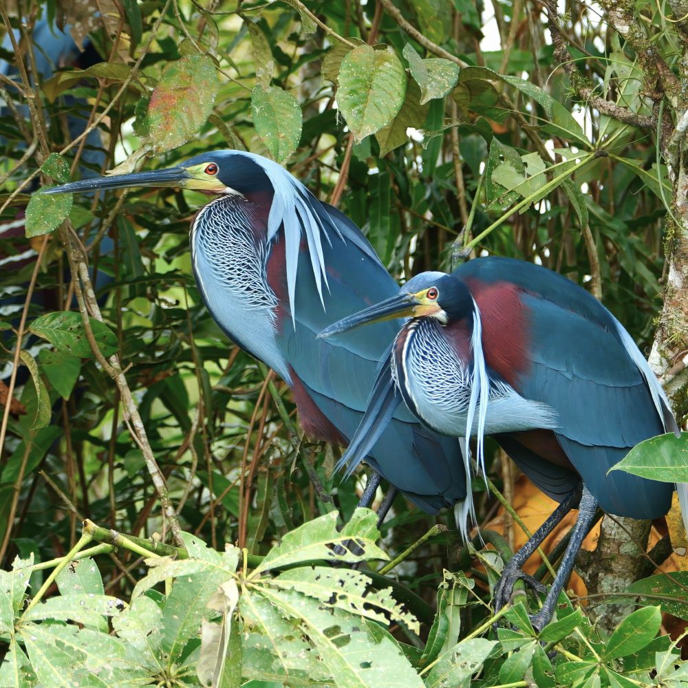 Two elegant herons with long bills and vivid plumage—deep blue wings, chestnut sides, and fine white plumes—stand close together among leafy branches in a dense green forest setting.
