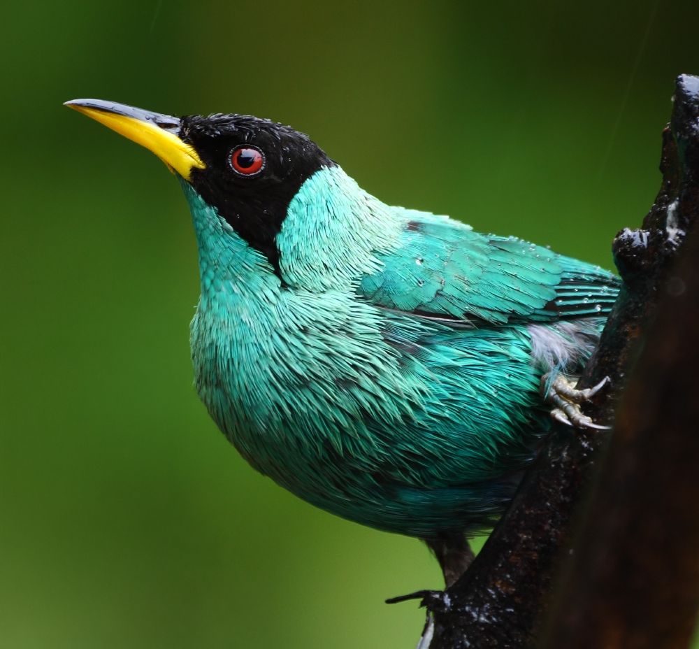 A small, vivid turquoise bird clinging to a dark branch. It has a jet-black head, a bright yellow bill, and striking red eyes.
