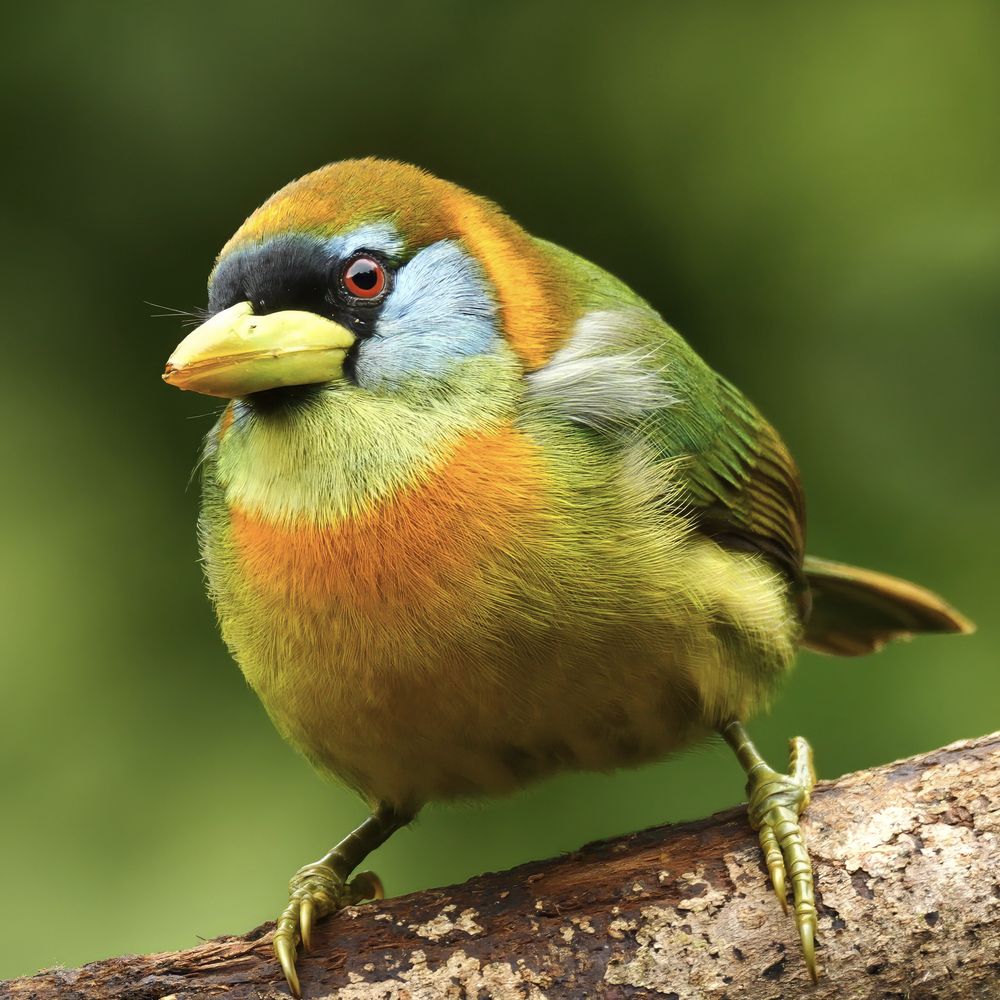 A small, colorful bird with a green back, orange chest band, pale blue cheek patch, black face, and a thick yellow bill, perched on a branch with claws gripping; blurred green background.
