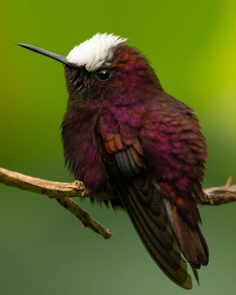 A small bird with deep magenta and plum-colored feathers perches on a branch. It has a striking white cap on its head, a dark eye, and a short, straight black bill. The background is a soft, blurred green. 