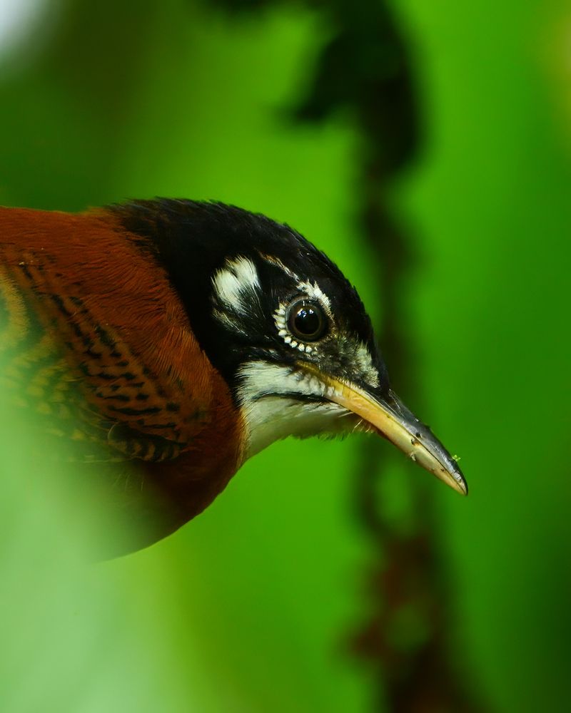 A small bird with a black head, white facial markings, and a reddish-brown body, shown in close-up against a blurred green background. The bird has a sharp, slightly curved bill with a small insect on the tip.
