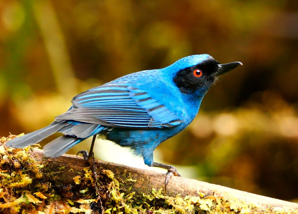 A small bird perched on a branch, with vivid blue feathers, a black face, and a bright red eye. The background is softly blurred with earthy tones and hints of green.
