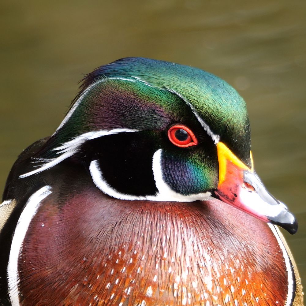 A close-up of a strikingly colorful waterbird with iridescent green and purple feathers on its head, contrasting with bold white markings. Its vivid red eye stands out against the dark plumage, while a bright yellow and red beak adds even more vibrancy. The bird’s chest is rich brown with delicate white speckling, and the background features a blurred body of water, enhancing the bird’s intricate details and brilliant hues.