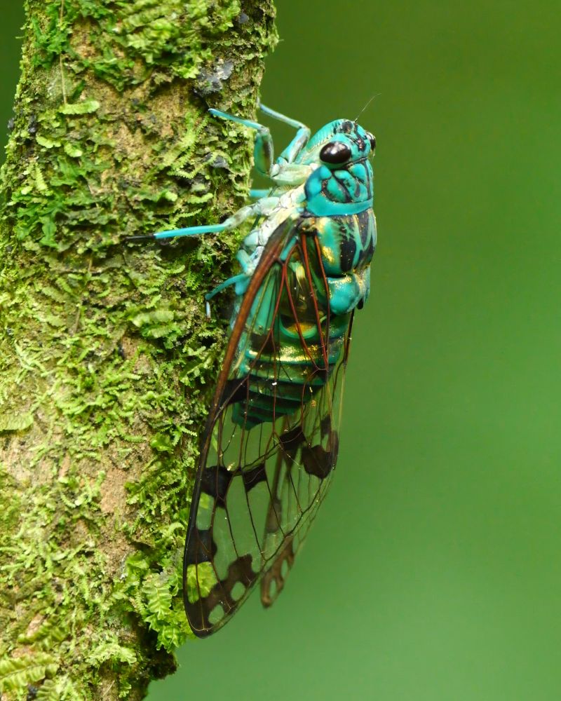 Bright turquoise cicada with clear, veined wings perched on a moss-covered tree trunk.
