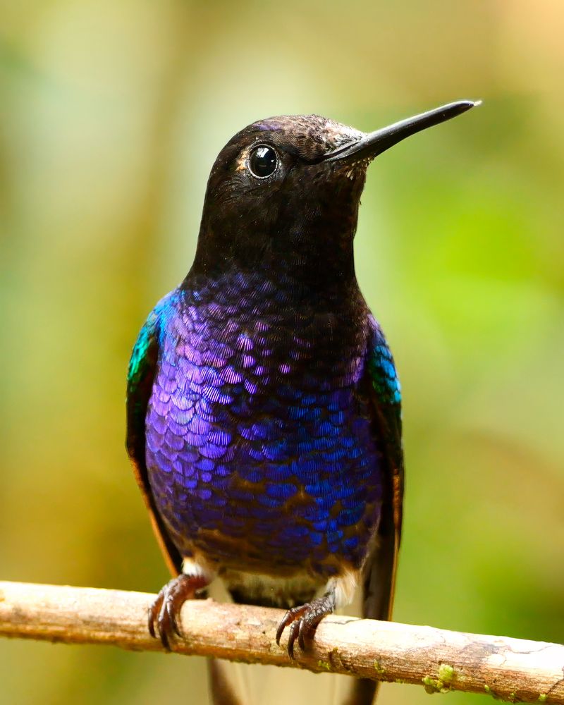 A small bird with a glossy black head and shimmering purple and blue feathers sits alertly on a slender branch.
