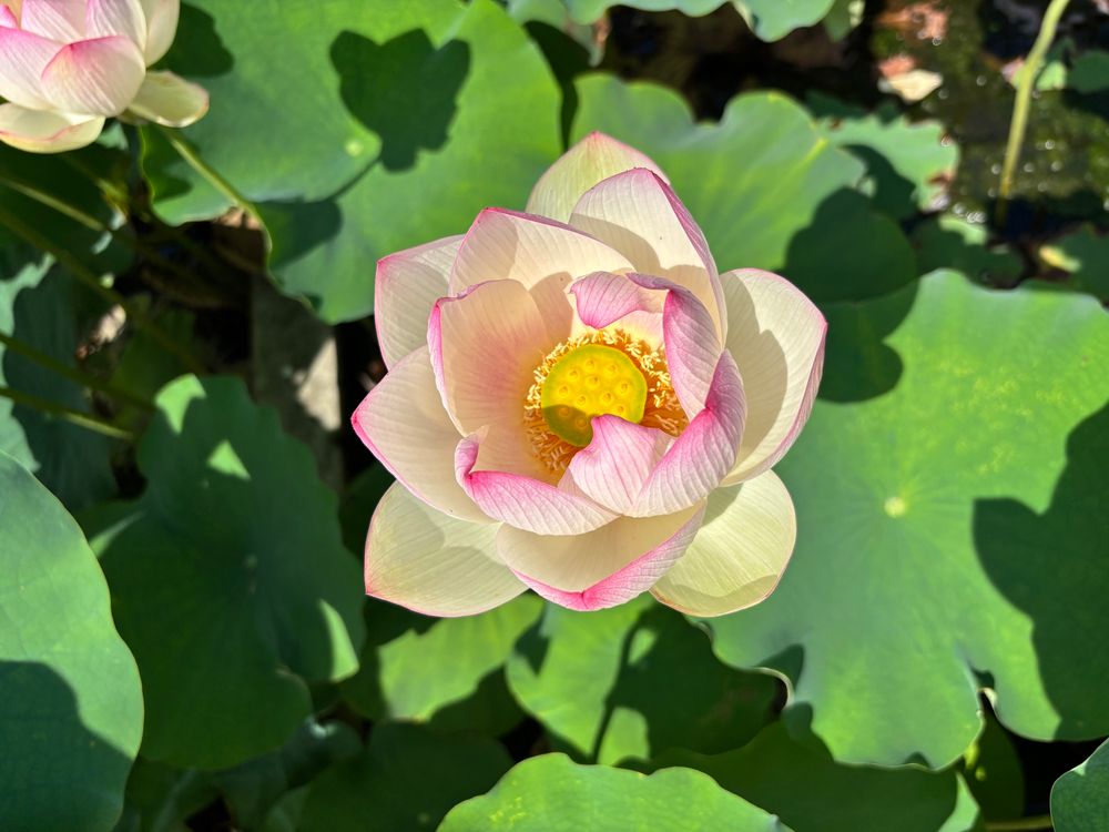 巨椋の輝(オグラノカガヤキ)