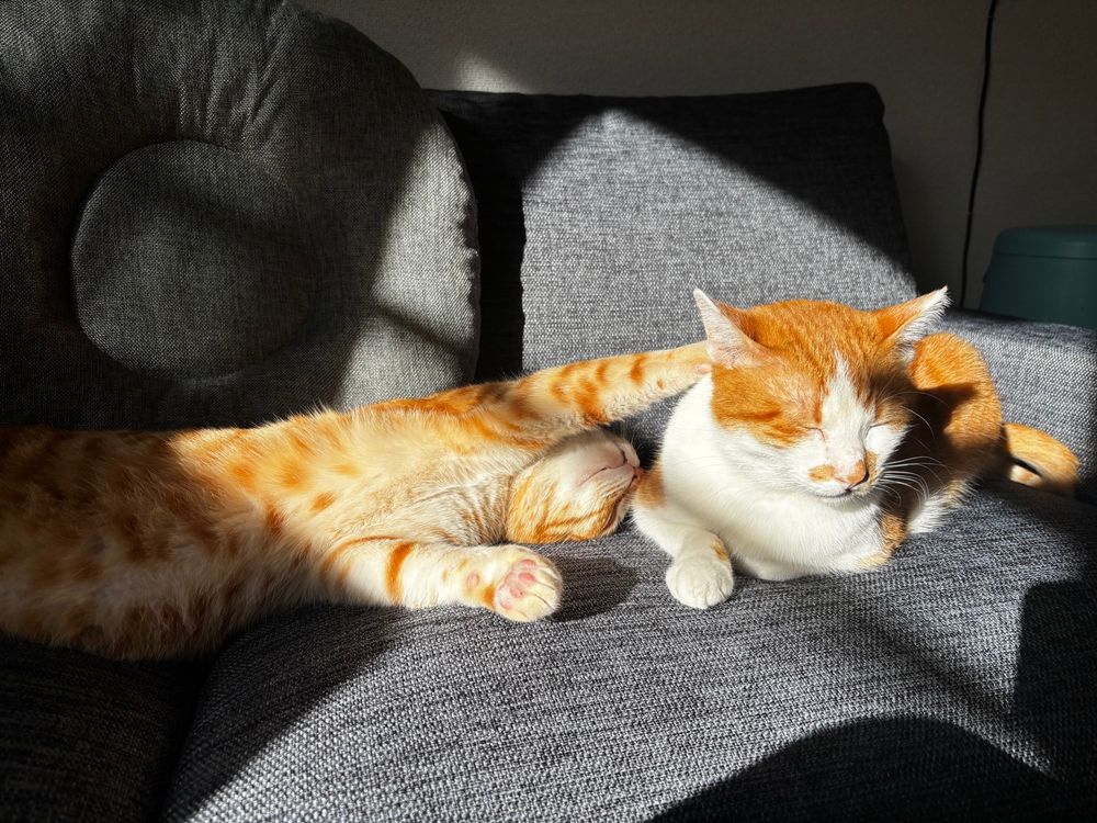 グレーのソファ、一緒に日向ぼっこする2匹の猫