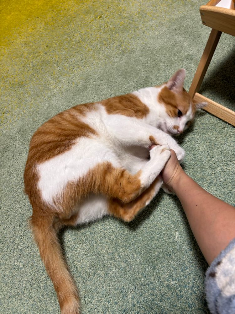 手をケリケリする猫