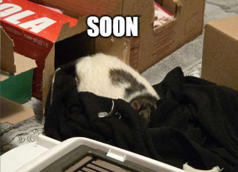 A photo of Gus, an adult male hooded fancy rat, puddled out on a soft hoodie on a warm evening. The word "Soon" is written at the top of the image, in all caps.