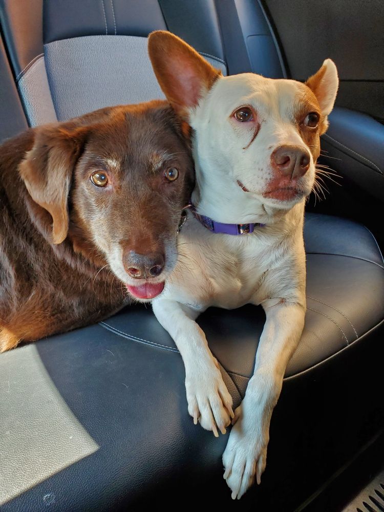 Two dogs, a chocolate lab mix and Jack Russell terrier mix, sit in the back seat of a car together