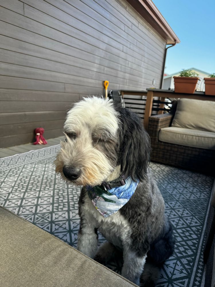grumpy sheepdog