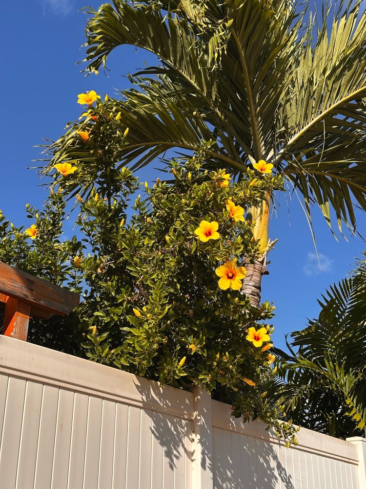 A tree with bright yellow flowers next to a palm tree in Hawaii 