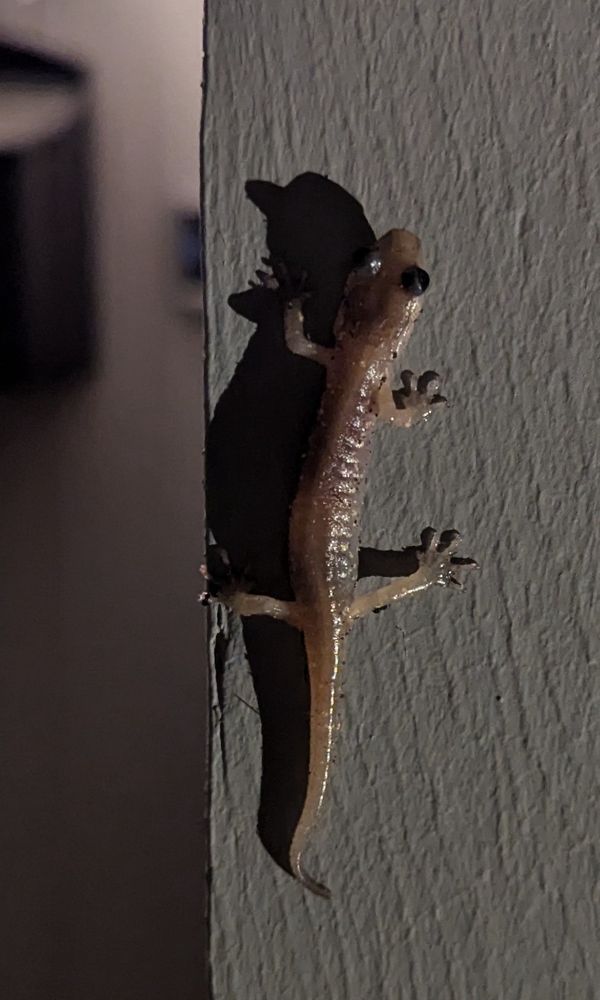 A salamander on a wall a night. Its bulbous eyes cast an obvious shadow.