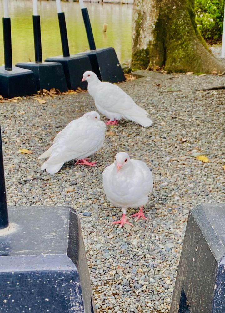 鳩サブレーのハトってこの子たちかな？普通の鳩もいた。くちばしと足がピンクでカワイイ