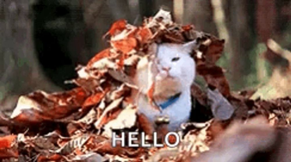 a cat is sitting in a pile of leaves and saying hello .