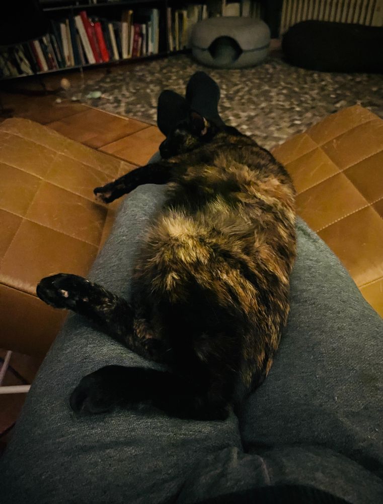 Turbodé, ma minette écaille de tortue, vautrée sur le côté sur mes cuisses (si si c’est possible) avec les pattes qui pendouillent sur le côté.

Elle dort. J’ai faim.