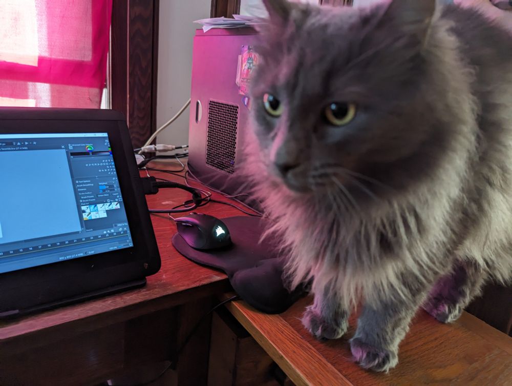 Photo of a cat on a desk
