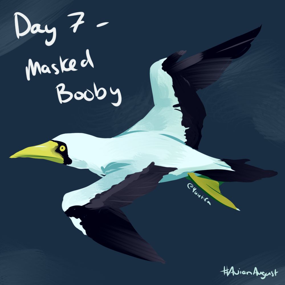 Illustration of a Masked Booby in flight. It is mostly white in colour with brown-black wingtips and tail. It also has a pale yellow beak in which is spear shaped and matching yellow webbed feet