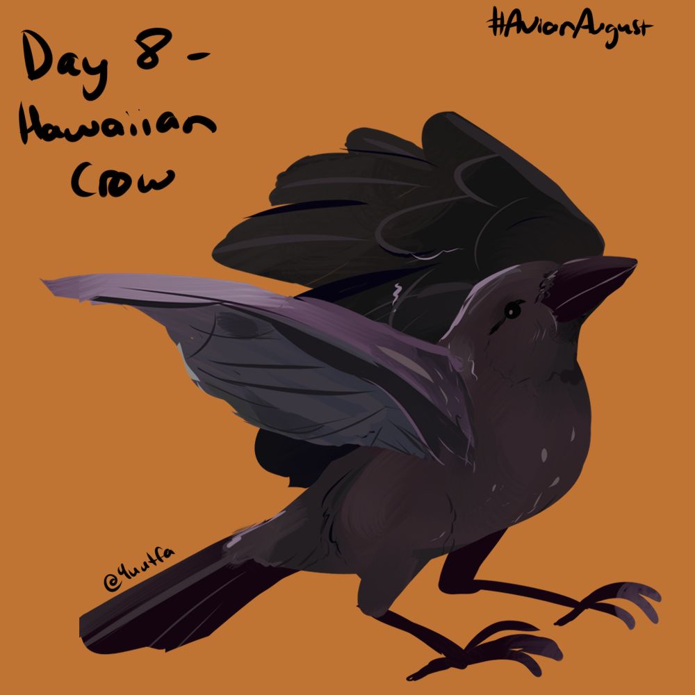 Illustration of a Hawaiian Crow. It bears a striking resemblance to the European crow but it has a rounder beak and wings. The hue of their plumage is also a softer grey - almost a dark brown in some light