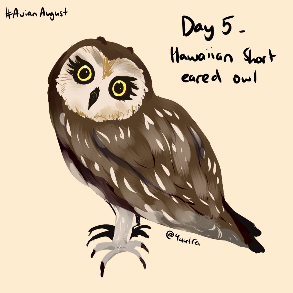 An illustration of a Hawaiian Short Eared owl. It has a tawny plumage speckled with white and a disk like face. Its most striking feature are the bright yellow eyes against a fan of black that look like extravagant eyeshadow and eyelashes