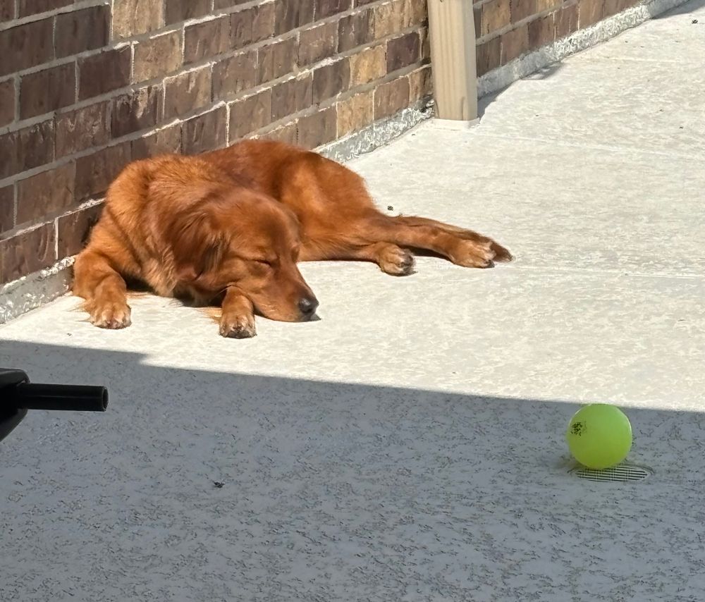 Golden retriever sleeping in the sun