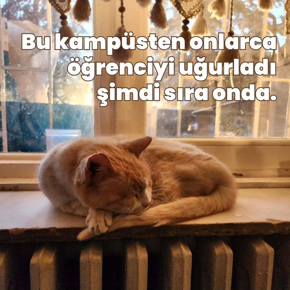 Latte eski bir geçici yuvasında camın önünde, kaloriferin üstünde kıvrılmış uyuyor. Yazı "Bu kampüsten onlarca öğrenciyi uğurladı, şimdi sıra onda." diyor.