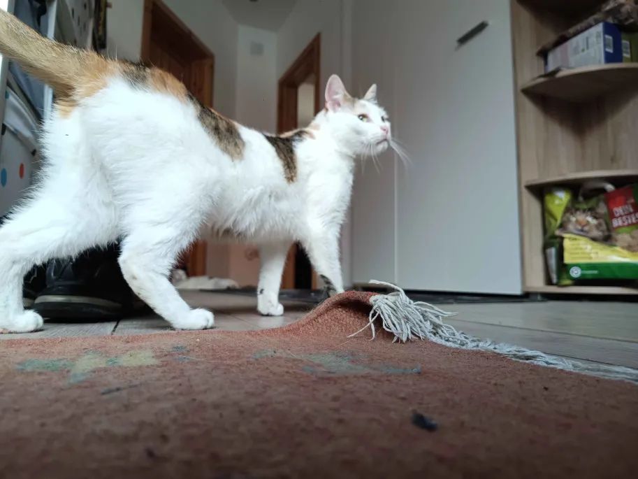 weißrotschwarz geschekte Katze, auf Bodenniveau fotographiert, in unaufgeregter Laufbewegung . Die Katze schaut an der Kamera vorbei nach rechts 