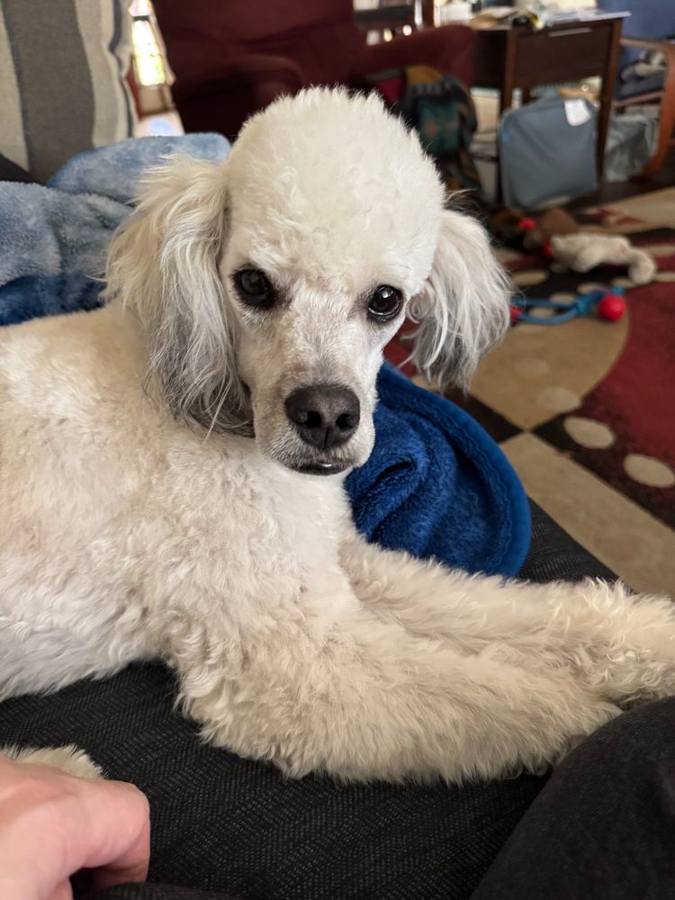 Poodle staring at camera