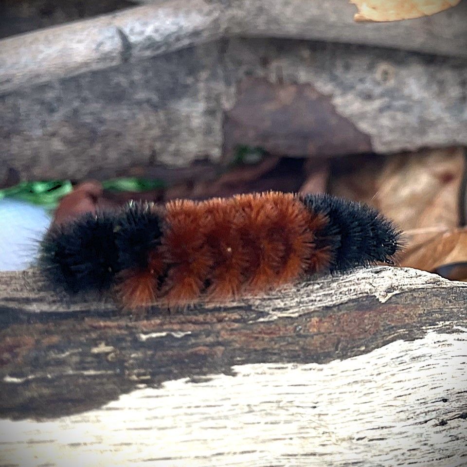 A banded woolly bear caterpillar crawling on a piece of wood; I named this one Cheeky.