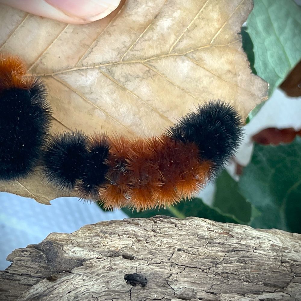 A banded woolly bear caterpillar sitting on a dead leaf; I named this one Raunip.
