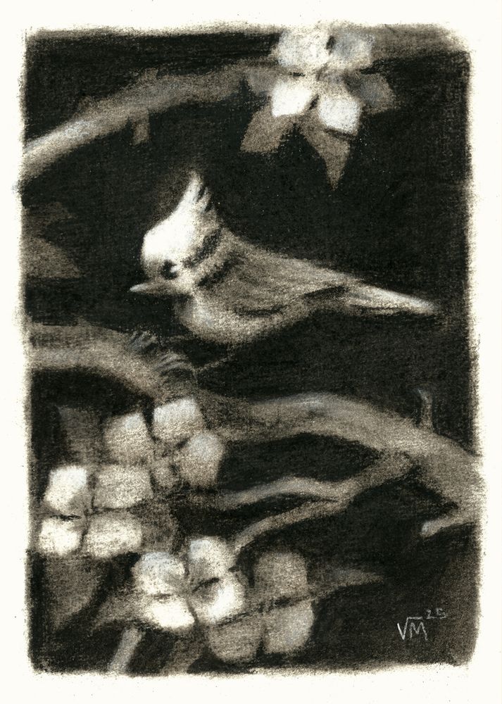 Charcoal painting of a crested tit on some flowering branches by Victoria Maderna.