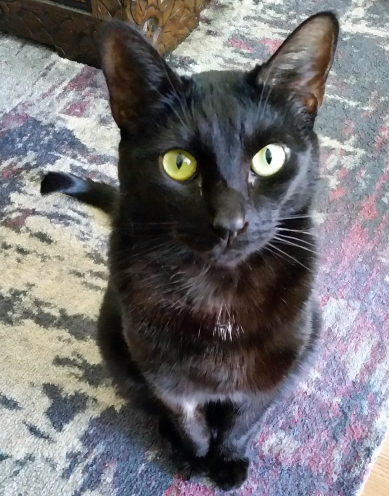 Capote is a shorthaired black cat, shown here posing for the camera and possibly asking for a treat.