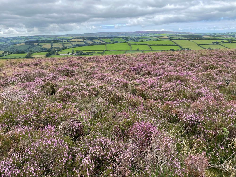 A field of heather with a patchwork of English countryside in the background. 