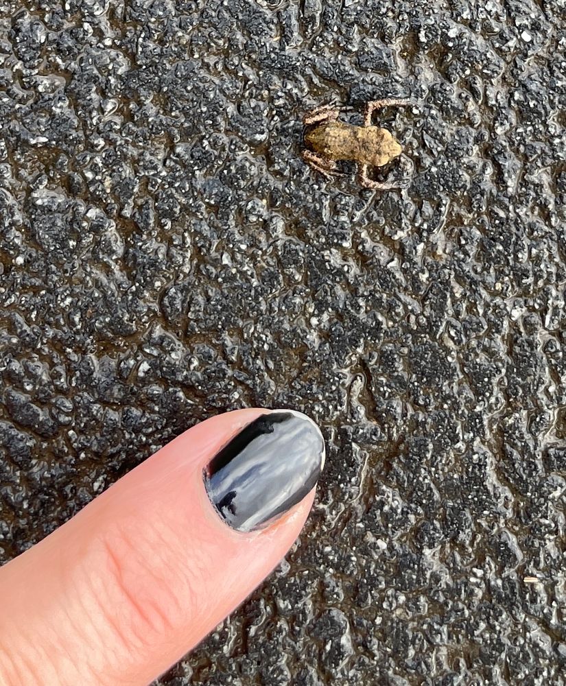 A finger pointing to a frog that is <2cm on asphalt 