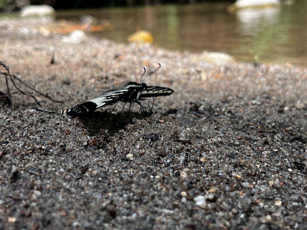 A pale swallowtail butterfly on the sand by a river.