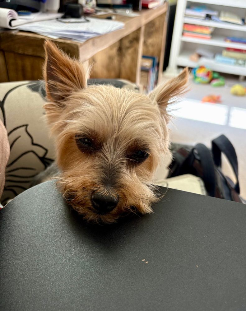 Yorkshire Terrier looking wistful with chin on my lap desk, dog toys in the background 