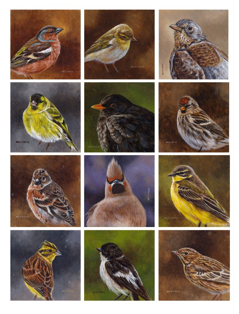 12 garden bird portraits in acrylics