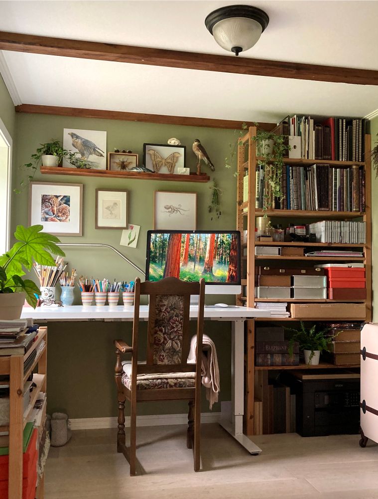 photograph of my new studio. The walls are an old green, there is my desk with lots of cups and boxes with pencils and brushes on it. There is a book case besides the desk, full of paper, materials, boxes and more. On the walls are paintings, dired flowers, shelves with skulls and stuffes bird. 